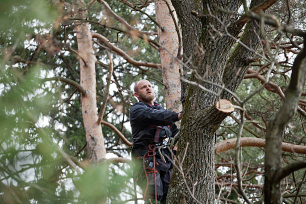 Best Tree Preservation Services  in New Egypt, NJ