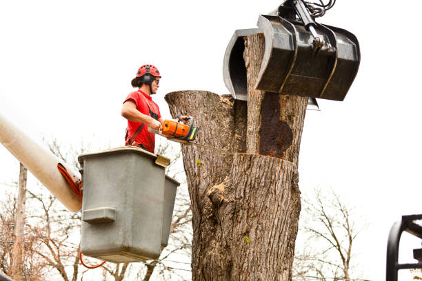 How Our Tree Care Process Works  in  New Egypt, NJ
